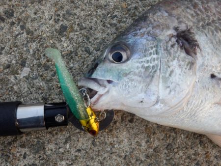 淀川キビレは本命⁇キープ⁇